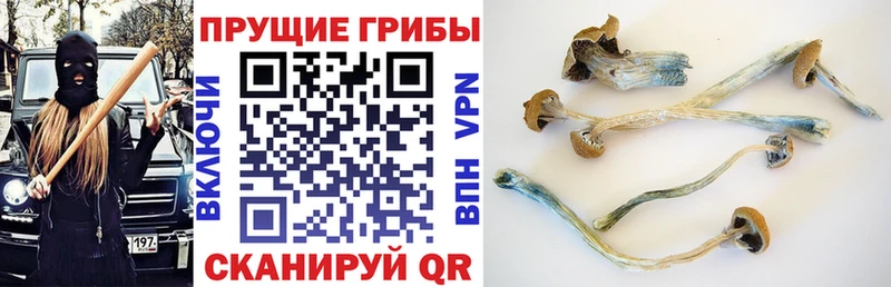 дарк нет клад  гидра как войти  Гай  Псилоцибиновые грибы мухоморы 